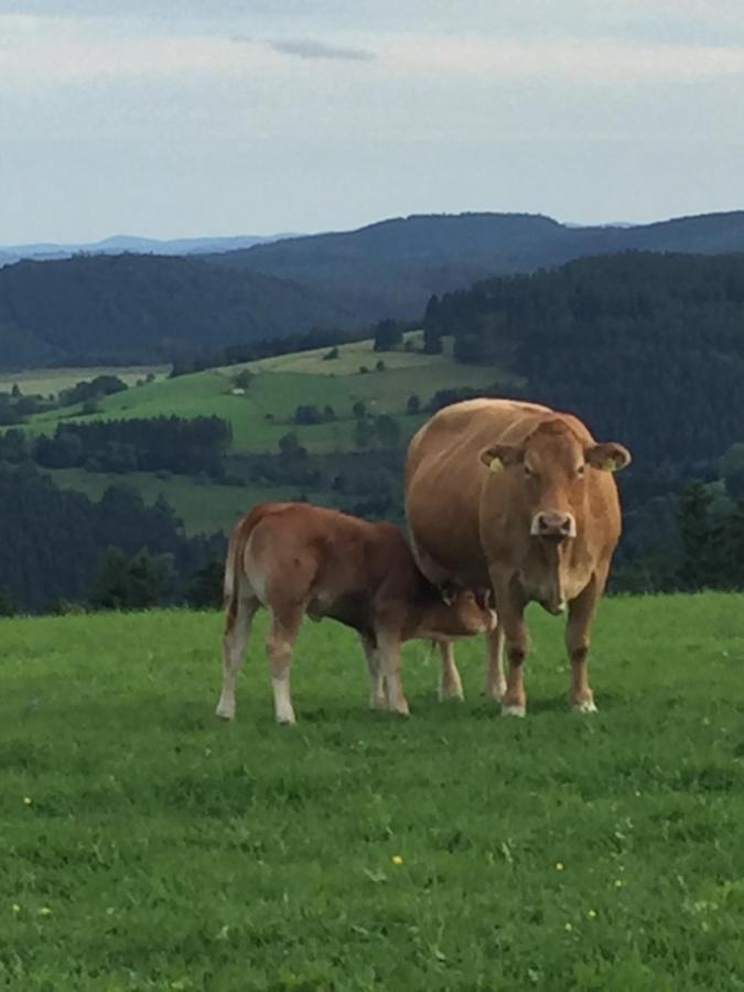 Ferienwohnung Stremme Willingen  Eksteriør bilde